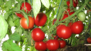 Charakteristika a popis odrůdy sladkých rajčat, její výnos