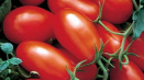 Charakteristika a popis odrůdy rajčatové smetany, její výtěžnost