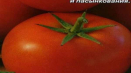 Charakteristika a popis odrůdy rajčat snezhana