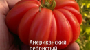 Charakteristika a vlastnosti péče o americké rajče žebrované
