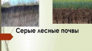Charakteristika šedých lesních půd a podmínky jejich vzniku, vegetace