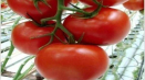 Charakteristika melodie odrůdy rajčat f1 a její výnos