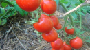 Charakteristika odrůdy rajčat solerosso, její výnos
