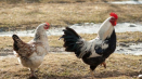 Charakteristika zagorského lososového plemene kuřat