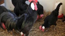 Charakteristika a popis kuřat minorca, pravidla chovu