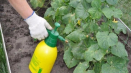 Návod k použití 10 nejlepších fungicidů na okurky