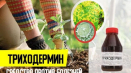 Návod k použití a složení trichoderminu, míry spotřeby a analogy