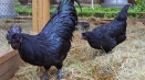 Historie vzniku a chovu černých kuřat s černým masem, pravidla údržby