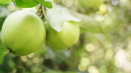 Jabloň slavyanka - odrůdové vlastnosti