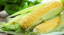 Do jaké čeledi a druhu patří kukuřice: zelenina, ovoce nebo obiloviny