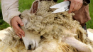 Jak se stříhají ovce?