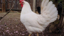 Leghorn kuřata: vlastnosti plemene, údržba a péče