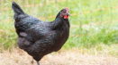 Kuřata plemene australorp