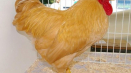 Plymouth rock chickens: bird review
