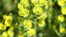 Euphorbia multiflorous - hlavní dekorace zahrady