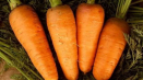 Přehled raných raných odrůd mrkve: kuroda, shantane, cordoba a další