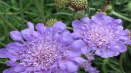 Popis 20 nejlepších odrůd vytrvalých scabiosa, rostoucích ze semen