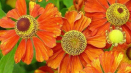 Popis 20 odrůd a typů trvalek helenium, výsadba a péče na otevřeném poli