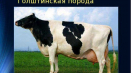 Popis a charakteristika holštýnsko-fríských krav, jejich obsah