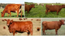 Popis a charakteristika krav červeného stepního plemene, jejich obsah
