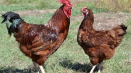 Popis a charakteristika kuřat z rhode island, chovné znaky