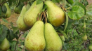 Popis a charakteristika odrůd hrušní konference, výsadba a péče