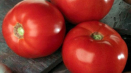Popis a charakteristika odrůdy rajčat 100 procent f1