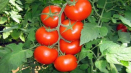 Popis a charakteristika odrůdy rajčat obecné
