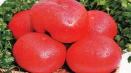 Popis a vlastnosti odrůdy rajčat korneevsky