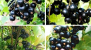 Popis a charakteristika binárních odrůd černého rybízu, péče a pěstování