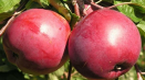 Popis a vlastnosti odrůdy jabloní běloruské sladké, výsadba a péče