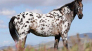 Popis a charakteristika koní plemene appaloosa, vlastnosti obsahu a ceny