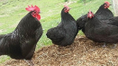 Popis a charakteristika moskevského černého plemene kuřat, produkce vajec