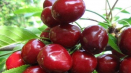 Popis a charakteristika odrůdy melitopol třešeň, jemnosti pěstování