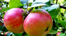 Popis a vlastnosti odrůdy jabloní zhigulevskoe, postupná výsadba a péče