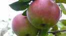 Popis a charakteristika odrůdy jablek orlovskoe polesie, pěstování
