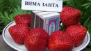 Popis a charakteristika odrůdy jahodníku vima zanta, pěstování a rozmnožování