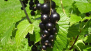 Popis a charakteristika odrůdy černého perleťového rybízu, výsadba a péče