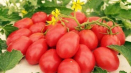 Popis a charakteristika odrůdy rajčat červená hruška