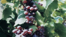 Popis a charakteristika hroznů agat donskoy, pěstování a péče
