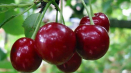Popis a charakteristika třešňových odrůd robin, nejlepší oblasti pro pěstování