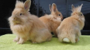 Popis a klasifikace dekorativních králíků a jak určit plemeno