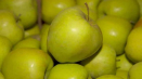 Popis a odrůdy jablek golden delicious, pravidla pěstování a péče