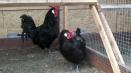Popis a jemnosti chovu kuřat plemene barbezier