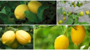 Popis lisabonského citronu, výsadba a péče doma
