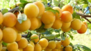 Popis nejlepších odrůd žluté švestky, výsadba, pěstování a péče