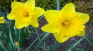 Popis odrůdy narcisů dutch master, výsadba a pravidla péče