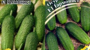 Popis harmonické odrůdy okurky a její pěstování