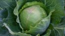 Popis, výsadba a péče o slávu odrůdy zelí na volném poli