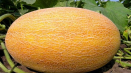 Popis odrůdy ananasového melounu, vlastnosti pěstování a péče